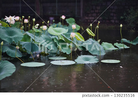 初夏荷花盛開的景象 初夏荷花盛開的景象 130235516