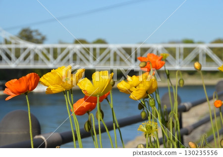 Corn poppy flowers and Tsukimi Bridge (Kita Ward, Okayama City, Okayama Prefecture) 130235556