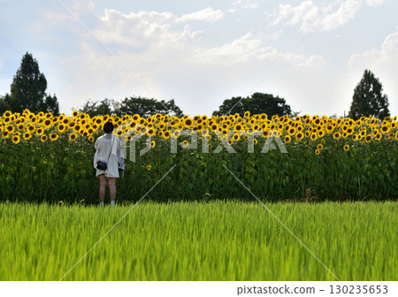 一位女士伸展背部，欣賞向日葵 130235653