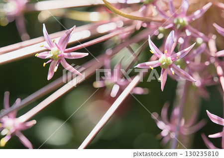 Spear-like Alumuschwerty Spear-like Alumuschwerty 130235810