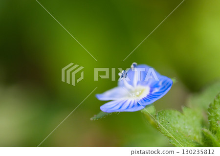 藍色百合花 130235812