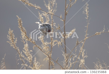 A redpoll pecking at seeds A redpoll pecking at seeds 130235868
