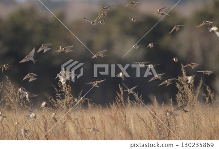 A flock of redpolls flying over the grassland 130235869