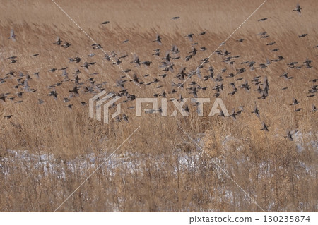 A flock of redpolls flying across the grassland 130235874