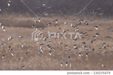 A flock of redpolls flying across the grassland 130235879