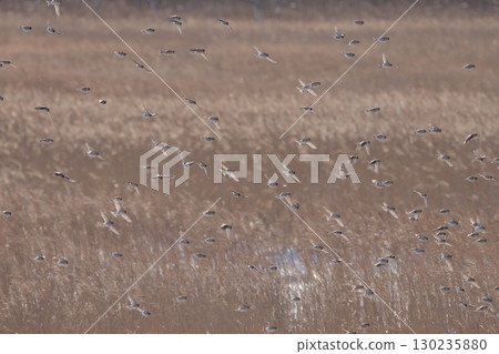 A flock of redpolls flying across the grassland 130235880