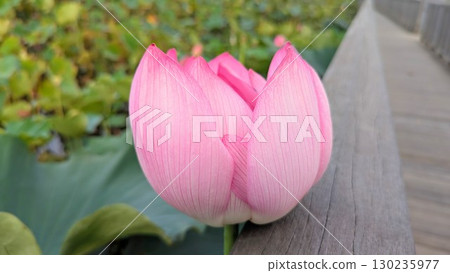 風景與蓮花 130235977