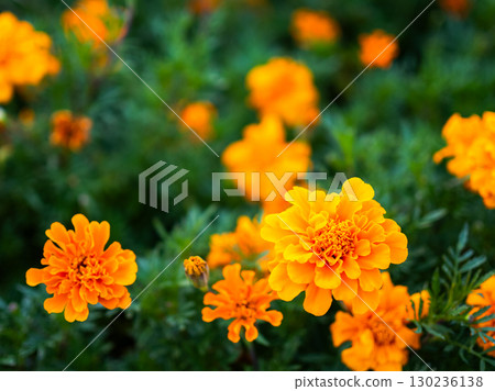 溫暖的萬壽菊 130236138