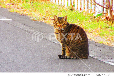 A scene with stray cats on the Shibakawa Cycling Road in Kawaguchi City, Saitama Prefecture 130236270