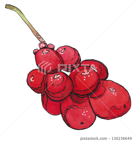 Cluster of Schisandra berries. Watercolor illustration hand drawn using graphics and ink. Suitable for postcard design, stickers. Plants, tree, berry, autumn, liana, lemongrass, wild berry 130236649