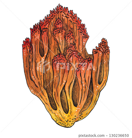 Orange mushroom deer horns. Hand drawn watercolor illustration. Drawing for stickers, cards, posters. autumn, mushroom, forest, yellow, orange, nature 130236650