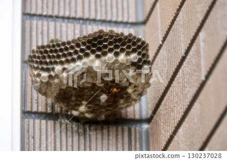Wasp nest on the exterior wall 130237028