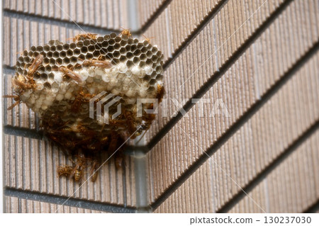 Wasp nest on the exterior wall 130237030