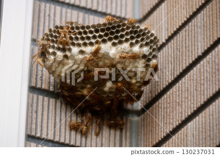 Wasp nest on the exterior wall 130237031