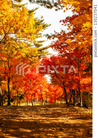 Autumn-colored park Shinshu Komagane Plateau Autumn-colored park Shinshu Komagane Plateau 130237041