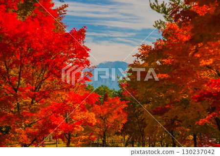 Autumn leaves and Mount Senjo in the Southern Alps in the distance, Komagane Plateau, Shinshu Autumn leaves and Mount Senjo in the Southern Alps in the distance, Komagane Plateau, Shinshu 130237042