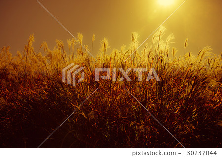 Shining golden silver grass in Komagane Plateau, Shinshu Shining golden silver grass in Komagane Plateau, Shinshu 130237044