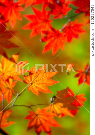 Colorful autumn leaves of Sugar Maple, Komagane Plateau, Shinshu Colorful autumn leaves of Sugar Maple, Komagane Plateau, Shinshu 130237045