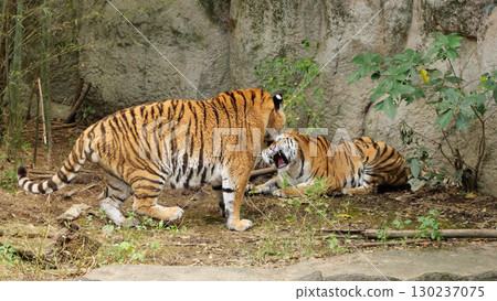 A female tiger frightened by an approaching male A female tiger frightened by an approaching male 130237075