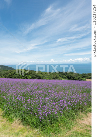 從兵庫縣淡路島淡路花路眺望的景色 從兵庫縣淡路島淡路花路眺望的景色 130237254