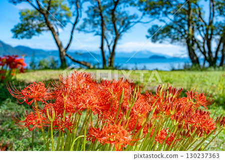 Takashima City, Shiga Prefecture: Katsurahama Park's cluster of red spider lilies blooming in autumn along the shores of Lake Biwa 130237363