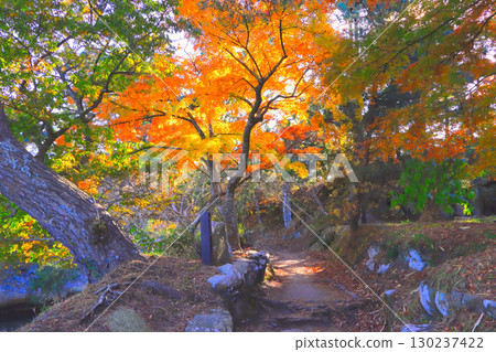 The vibrant autumn leaves of Matsushima and Oshima Islands bathed in sunlight 130237422
