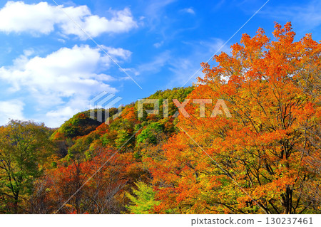 The mountains of Futakuchi Gorge, with a refreshing blue sky and vibrant autumn foliage 130237461