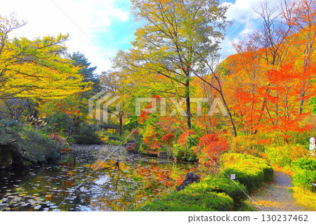 Refreshing blue sky and vibrant autumn leaves reflected in the pond 130237462