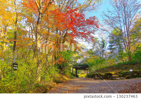 A promenade under a refreshing blue sky and vibrant autumn leaves 130237463