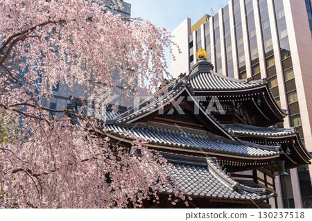 Weeping cherry blossoms in full bloom and Rokkakudo Hall of Chohoji Temple on Mount Shiun, Kyoto Weeping cherry blossoms in full bloom and Rokkakudo Hall of Chohoji Temple on Mount Shiun, Kyoto 130237518