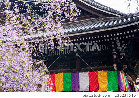 Weeping cherry blossoms in full bloom and the Rokkakudo Hall of Chohoji Temple on Mt. Shiun, Kyoto 130237519