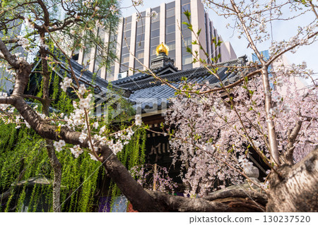 盛開的垂枝櫻花和京都紫雲山朝法寺的六角堂 130237520