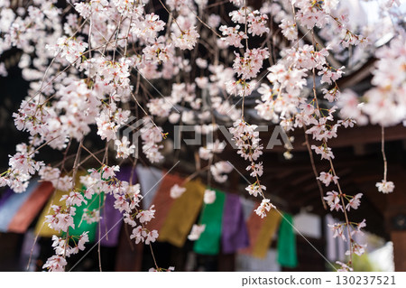 盛開的垂枝櫻花和京都紫雲山朝法寺的六角堂 盛開的垂枝櫻花和京都紫雲山朝法寺的六角堂 130237521