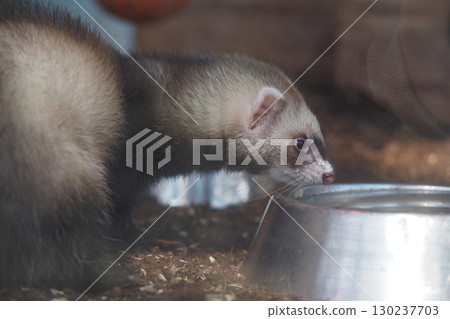 Ferret exploring a food bowl in a cozy enclosure 130237703