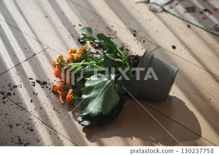 Plant pot tipped over with flowers on wooden floor 130237758