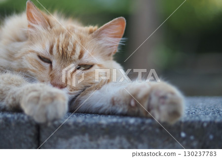 Relaxed orange cat lounging on a stone surface outdoors Relaxed orange cat lounging on a stone surface outdoors 130237783