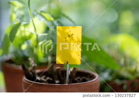 Fungus gnats stuck on yellow sticky trap macro. Non-toxic flypaper for Sciaridae insect pests 130237827