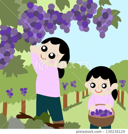 Fruit picking (grapes) 130238129
