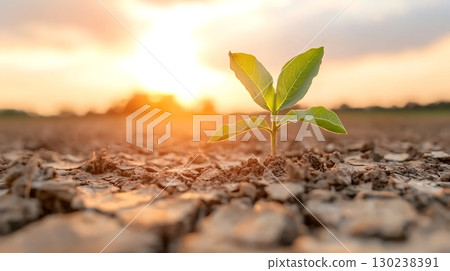 Green Plant Emerging from Dry Soil Under Beautiful Sunset Light in Agricultural Field 130238391