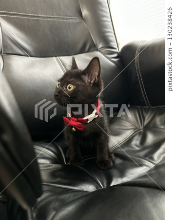 Black cat with a red collar sitting on a chair 130238426