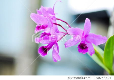 Cattleya or Cattleya lawrenceana, Sir Trevor Lawrences Cattleya or orchid or purple Cattleya 130238595