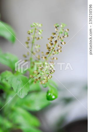 basil or holy basil, sweet basil or Ocimum tenuiflorum or Sacred basil or Lamiaceae plant basil or holy basil, sweet basil or Ocimum tenuiflorum or Sacred basil or Lamiaceae plant 130238596