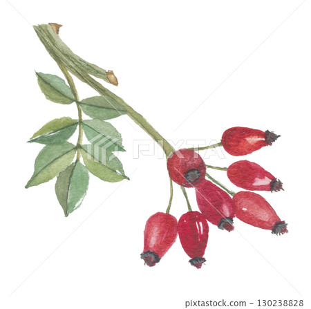 Watercolor painting of rose hips, fruit and leaves Watercolor painting of rose hips, fruit and leaves 130238828