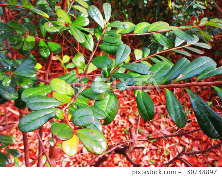 Scenery of the leaves of the Japanese holly Scenery of the leaves of the Japanese holly 130238897