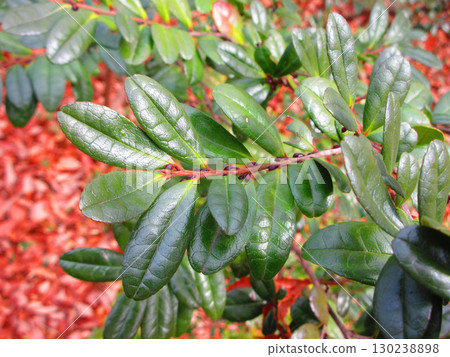 Scenery of the leaves of the Japanese holly 130238898
