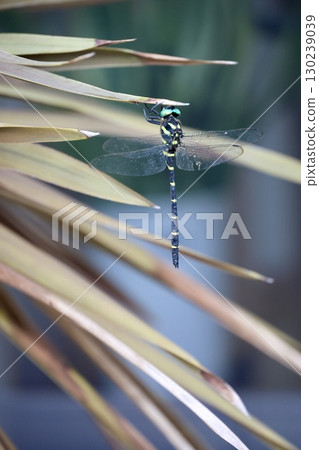 A dragonfly that stops on the leaves 130239039