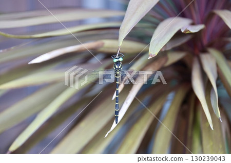 蜻蜓粘在樹葉上 130239043
