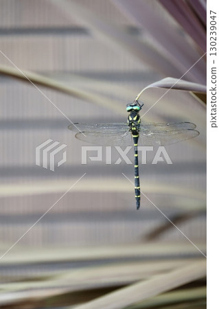 Dragonfly resting its wings 130239047