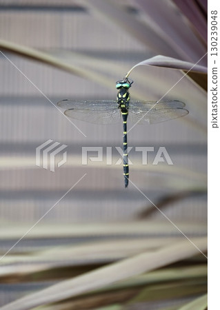 A dragonfly that sticks to the leaves 130239048