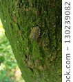Stink bug on the trunk of a tree 130239082